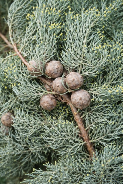 Cupressus arizonica Глаука плоди
